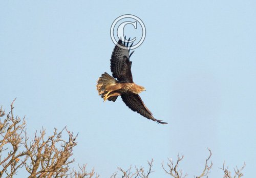 Buzzard in flight 2 DM0058